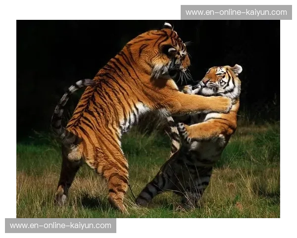 虎啸东方，中道无疆：一场跨越千年的力量与哲学博弈